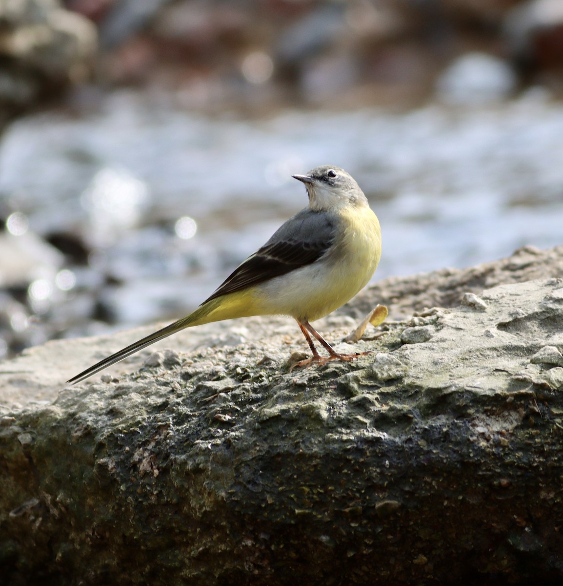 Gray Wagtail - ML421908491