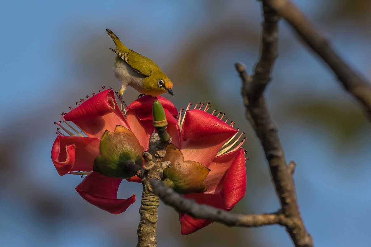 Indian White-eye - ML421908601