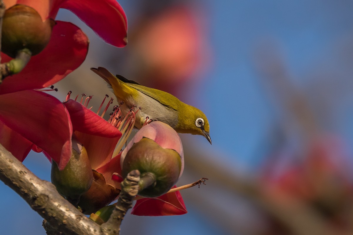 Indian White-eye - ML421908611