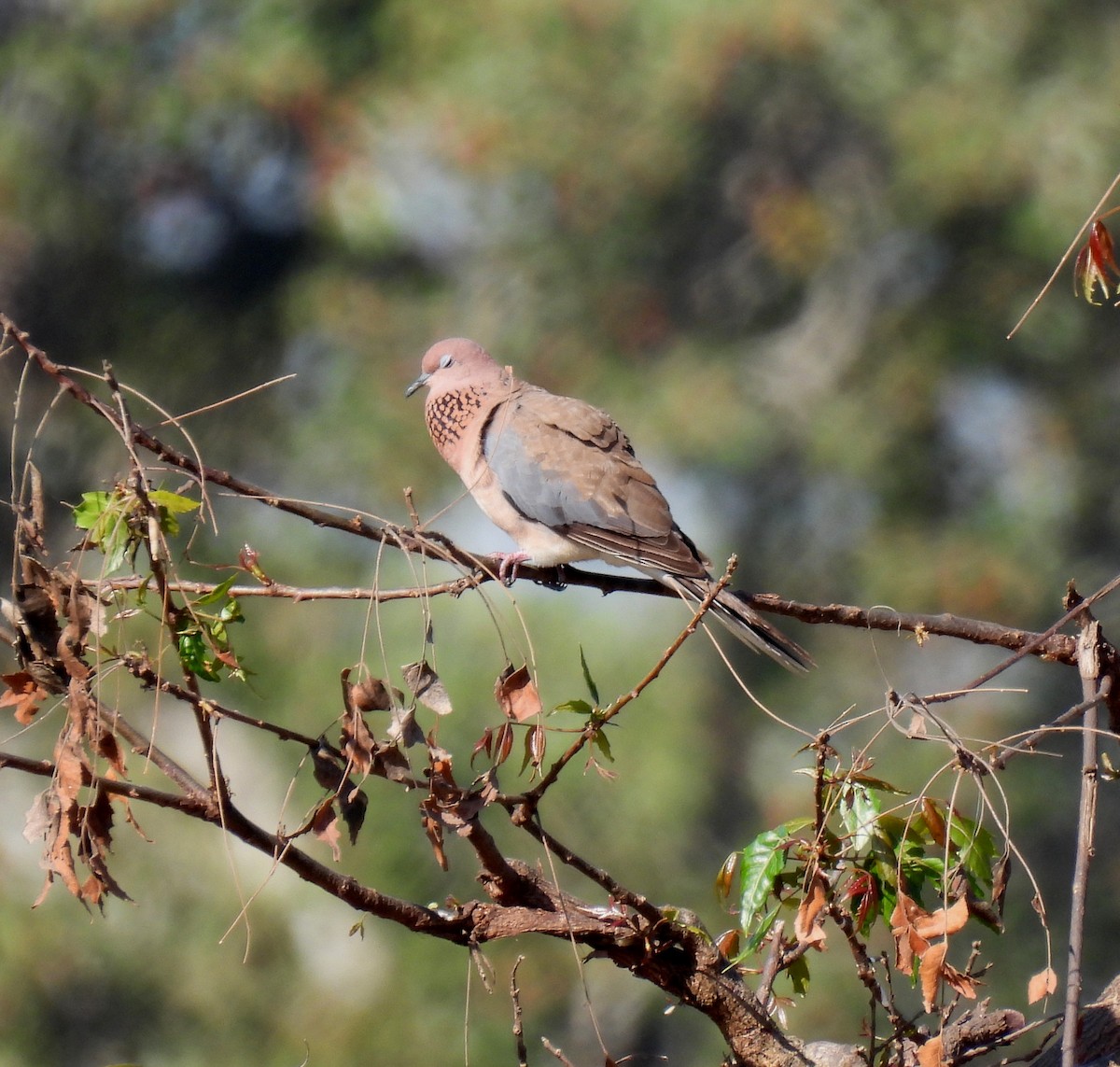 Laughing Dove - ML421910511