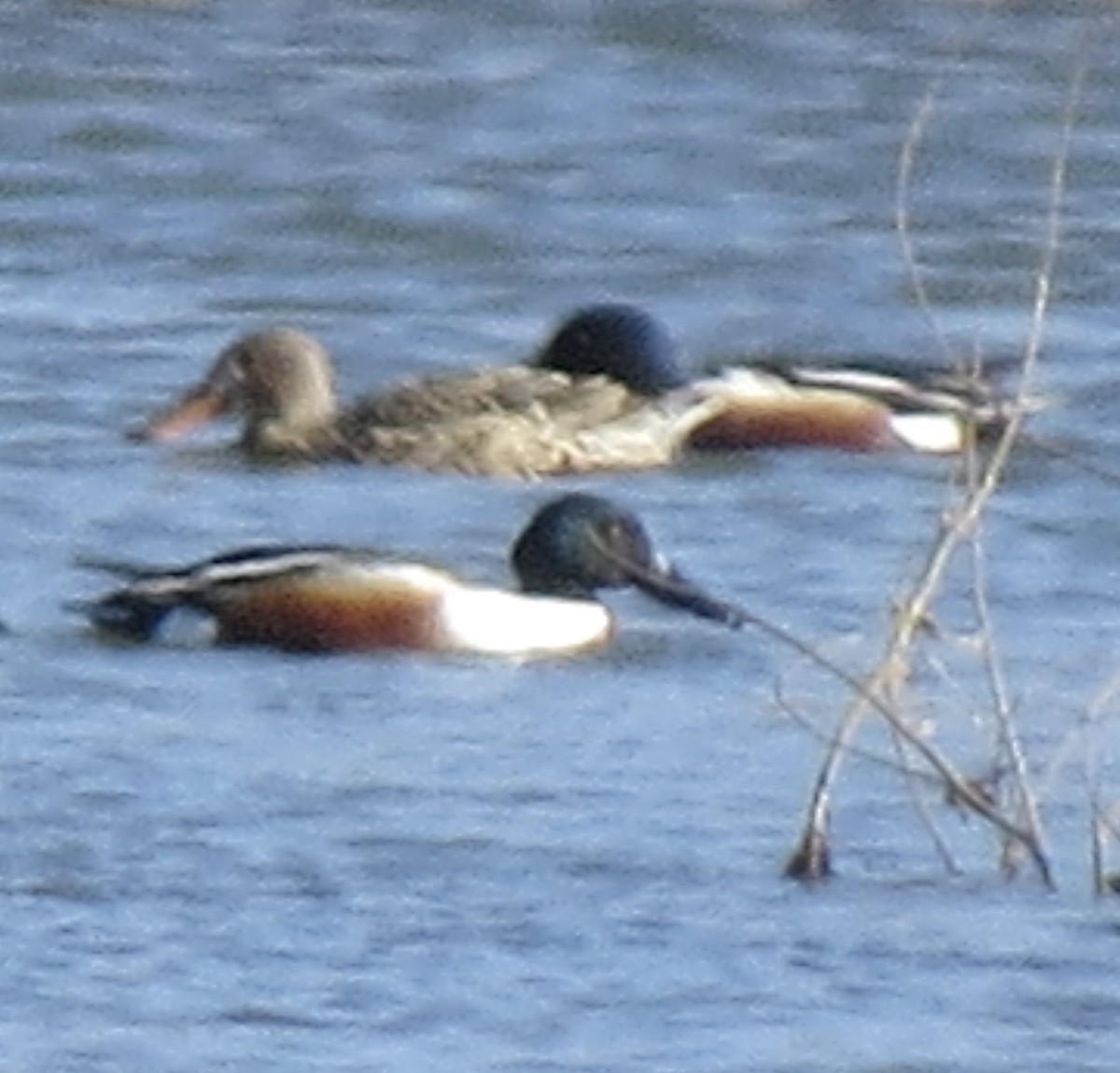 Northern Shoveler - ML421911061