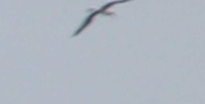 Темноспинный альбатрос - ML421911441