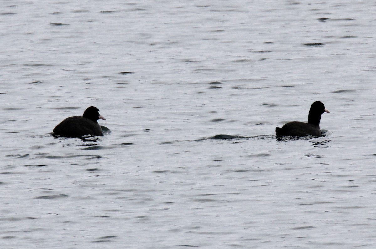 Eurasian Coot - ML421912271