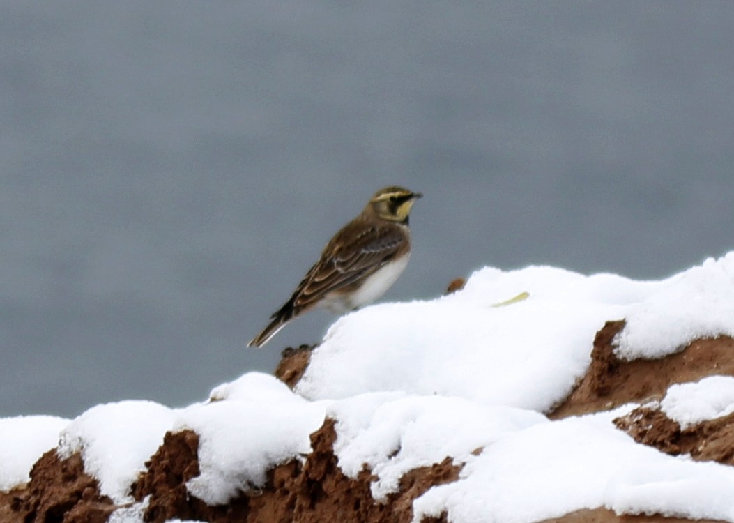 Horned Lark - ML421912391