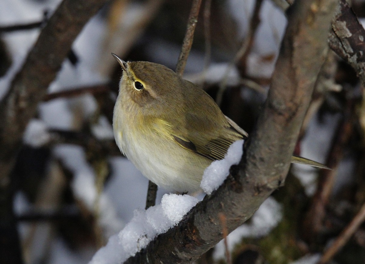 Common Chiffchaff - ML421912541