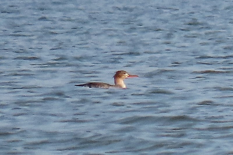 Red-breasted Merganser - ML421913141