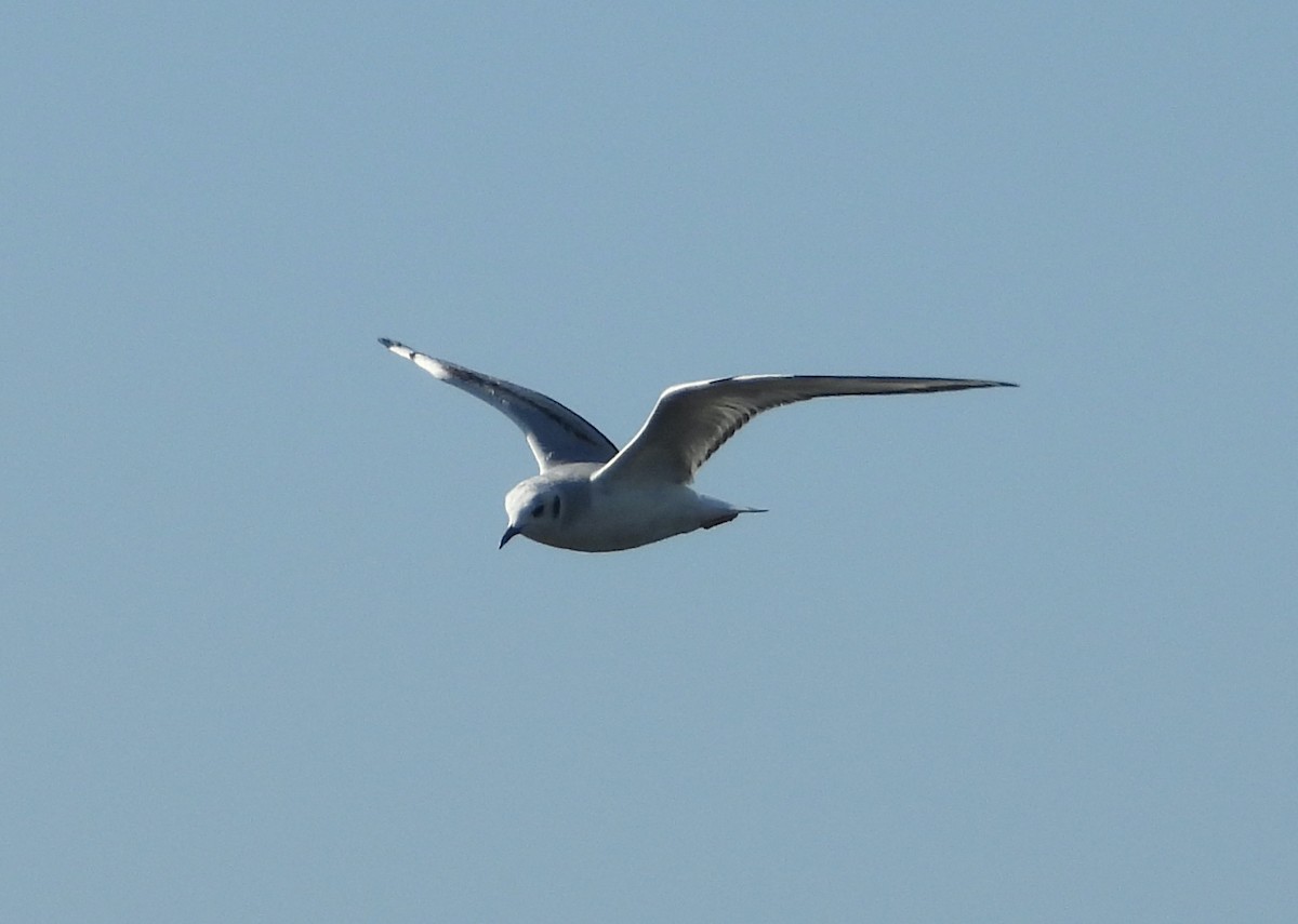 Bonaparte's Gull - Joanne Wilson