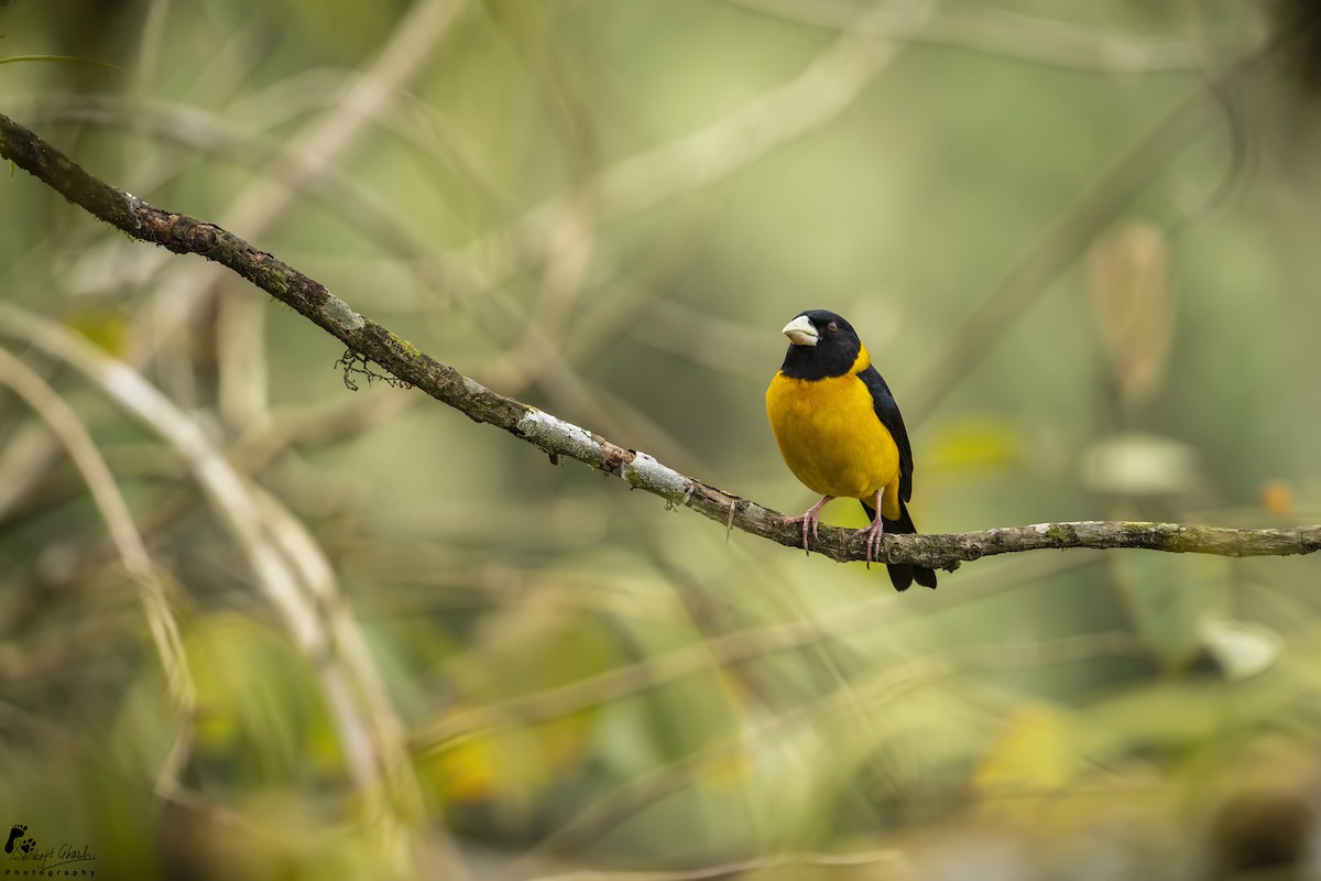 Collared Grosbeak - Sarbajit Ghosh