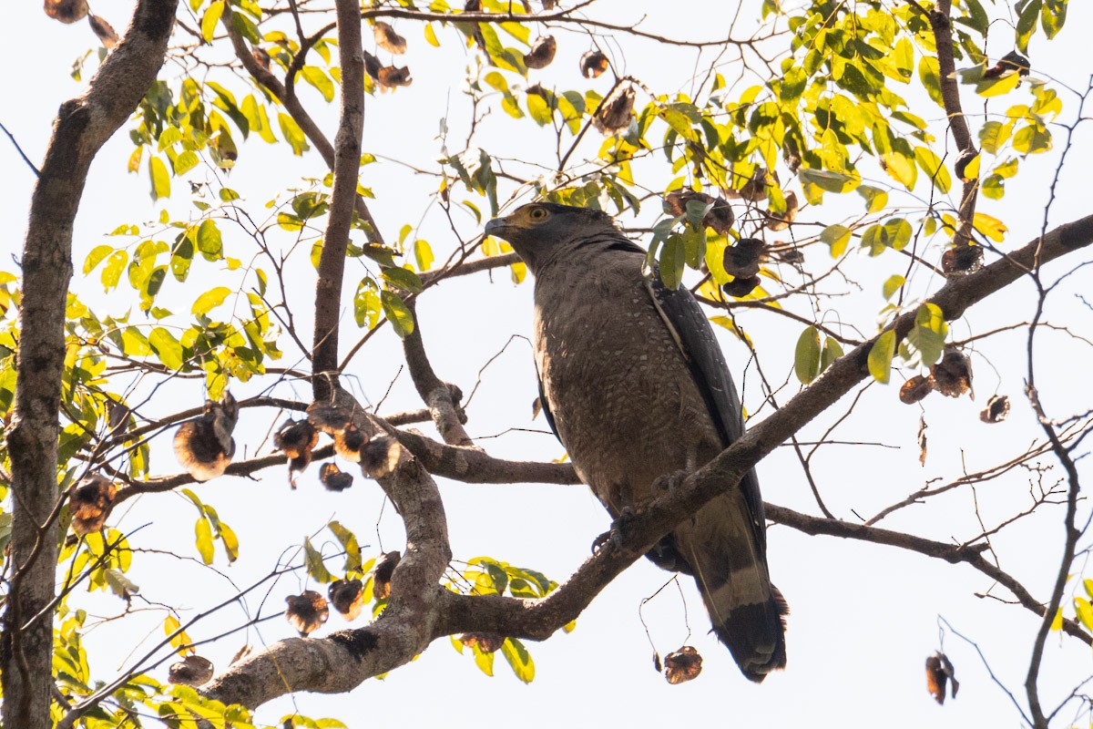 Haubenschlangenadler - ML421914561