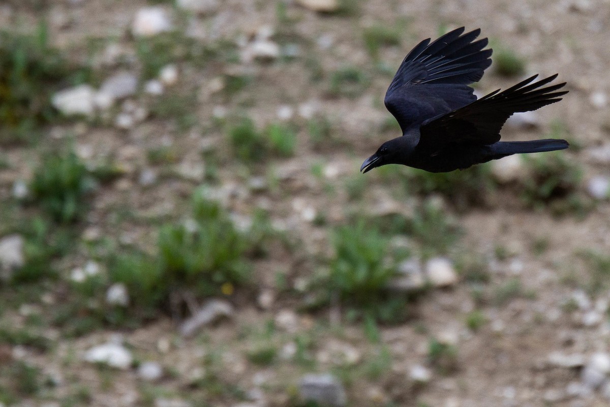 Large-billed Crow (Large-billed) - ML421916381