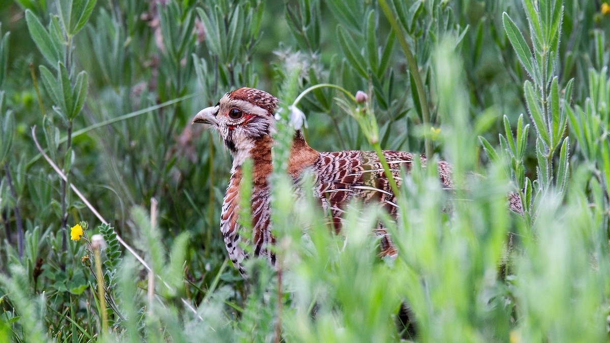 Tibetan Partridge - ML421916521