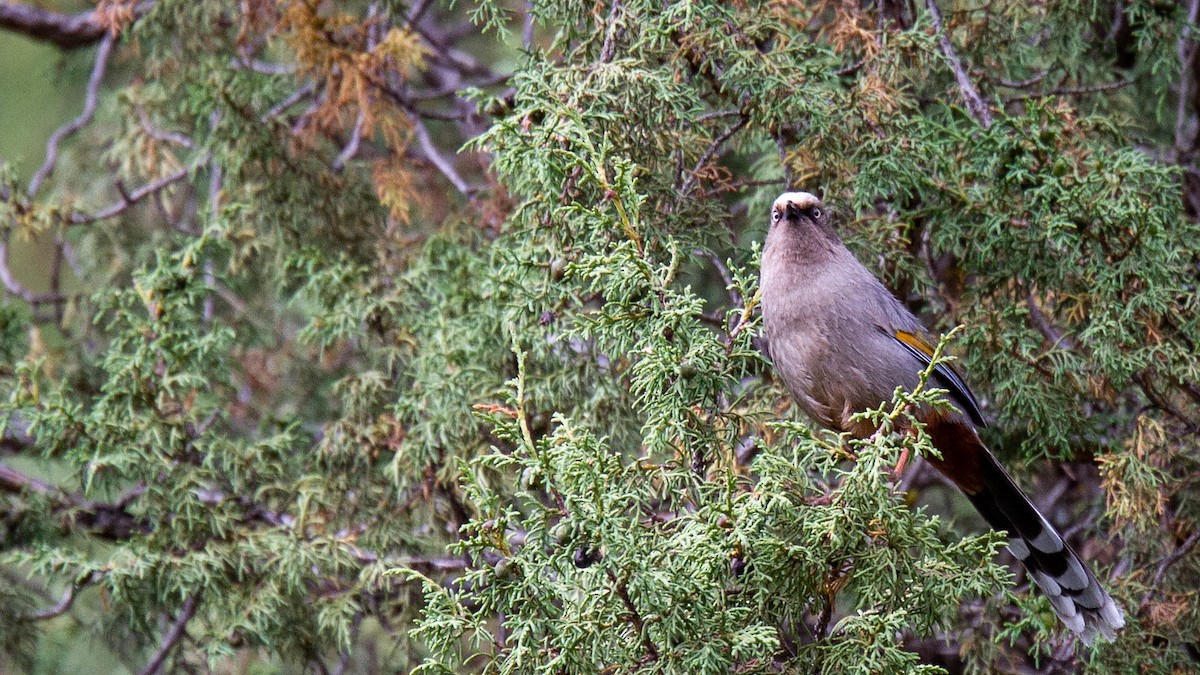 Elliot's Laughingthrush - ML421916601