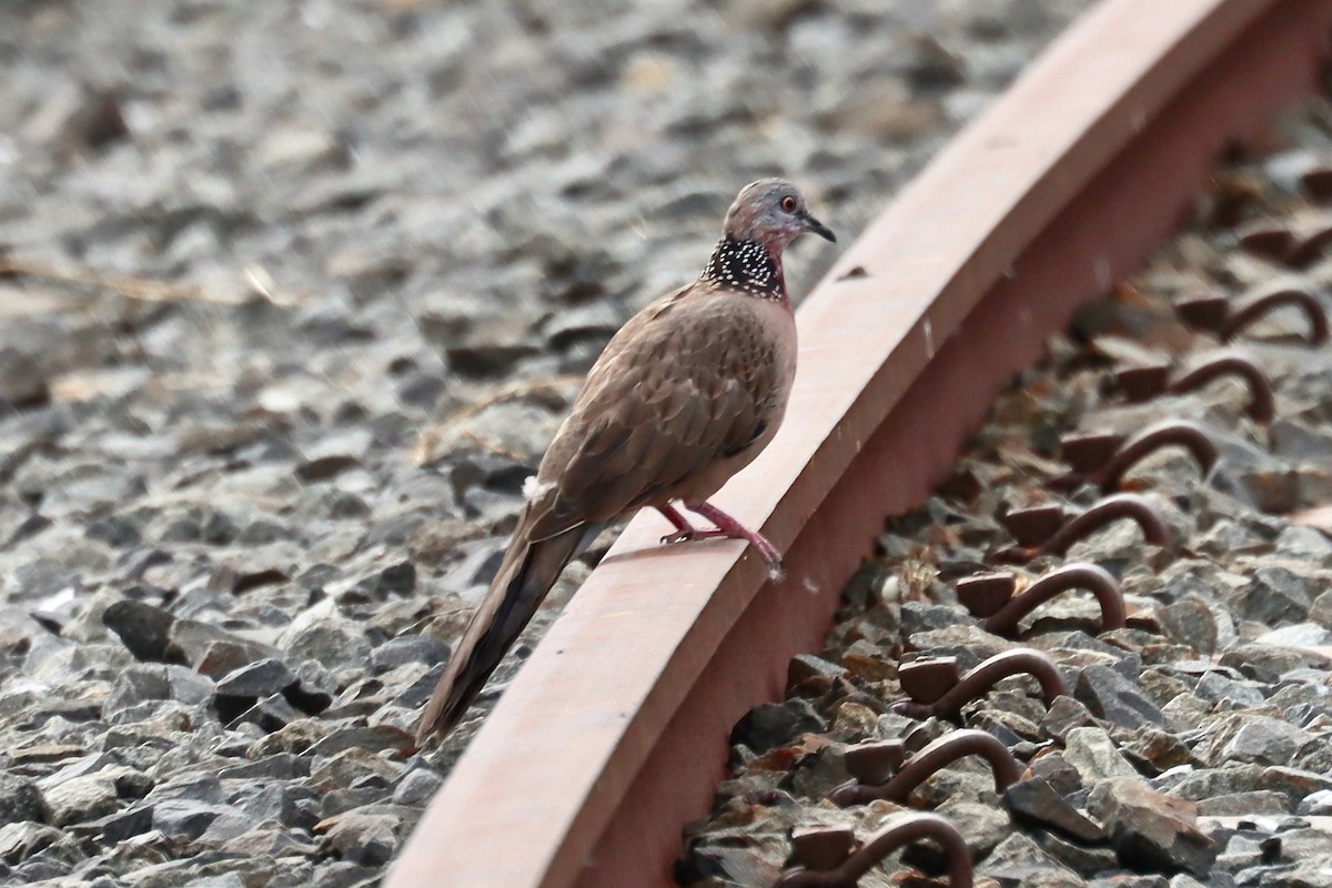 Spotted Dove - ML421916791