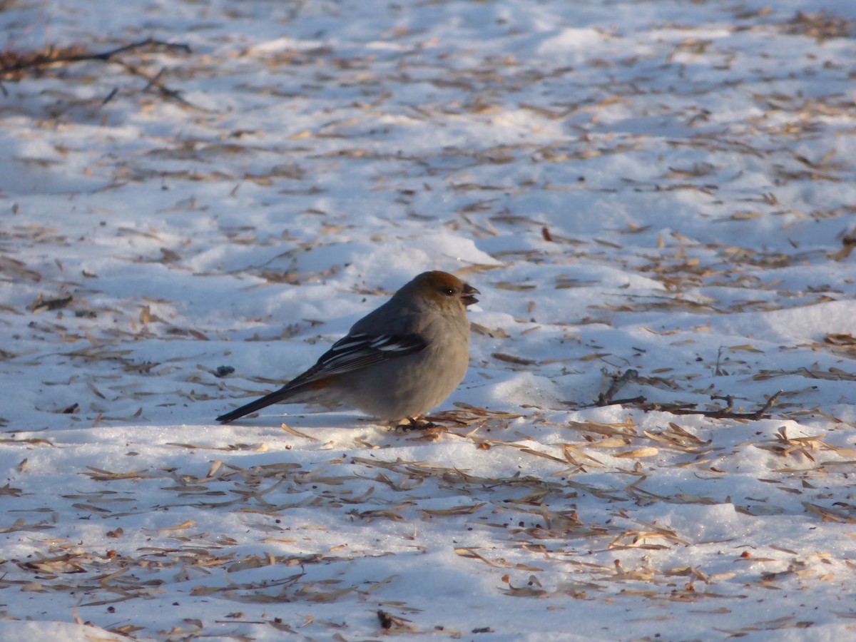 Pine Grosbeak - ML421917061