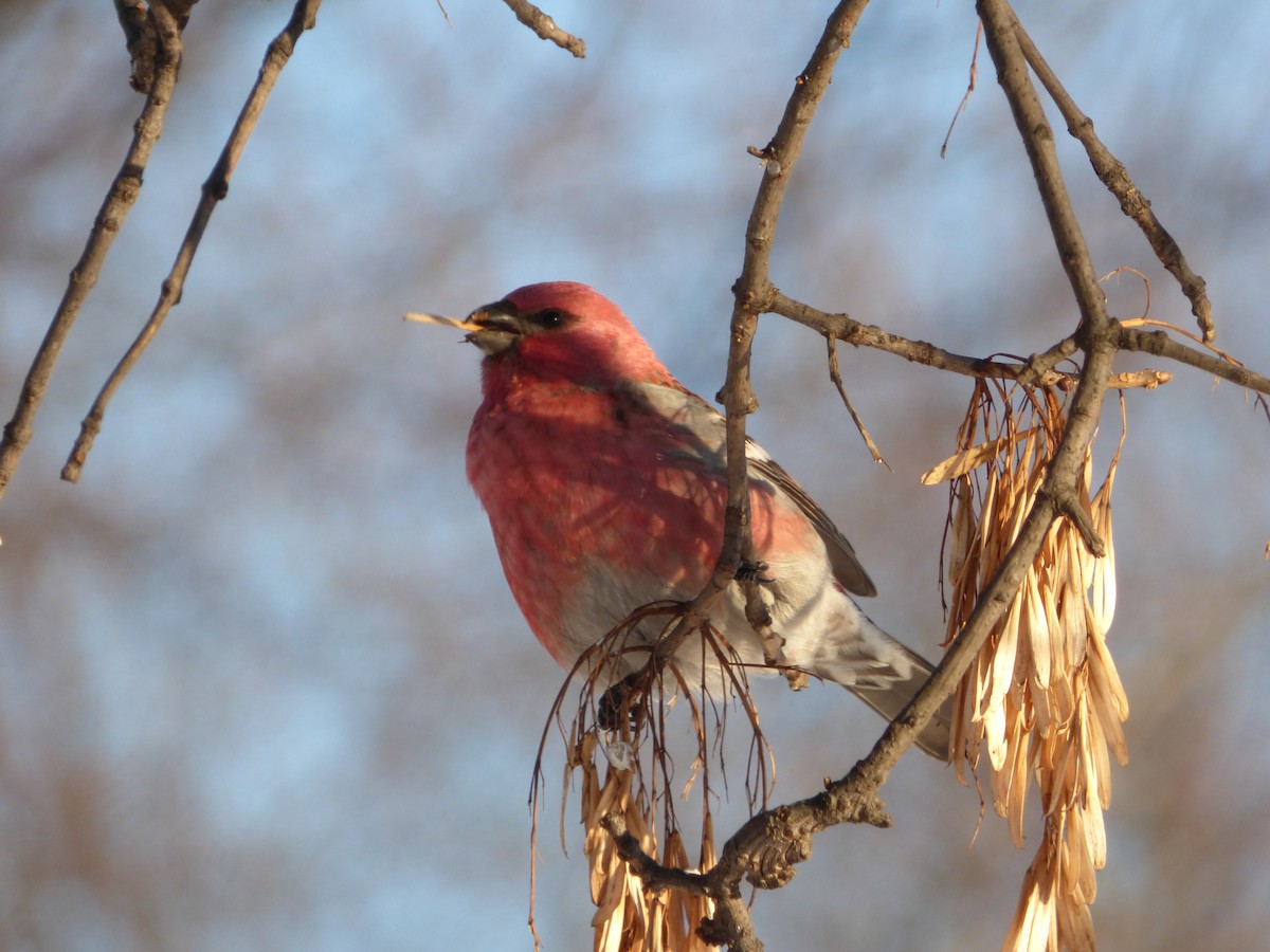 Pine Grosbeak - ML421917071