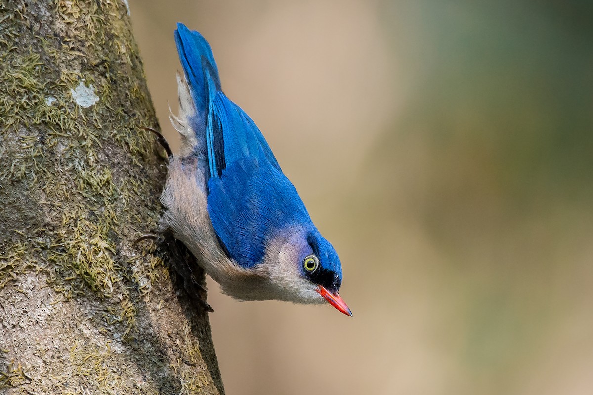 Velvet-fronted Nuthatch - ML421917971