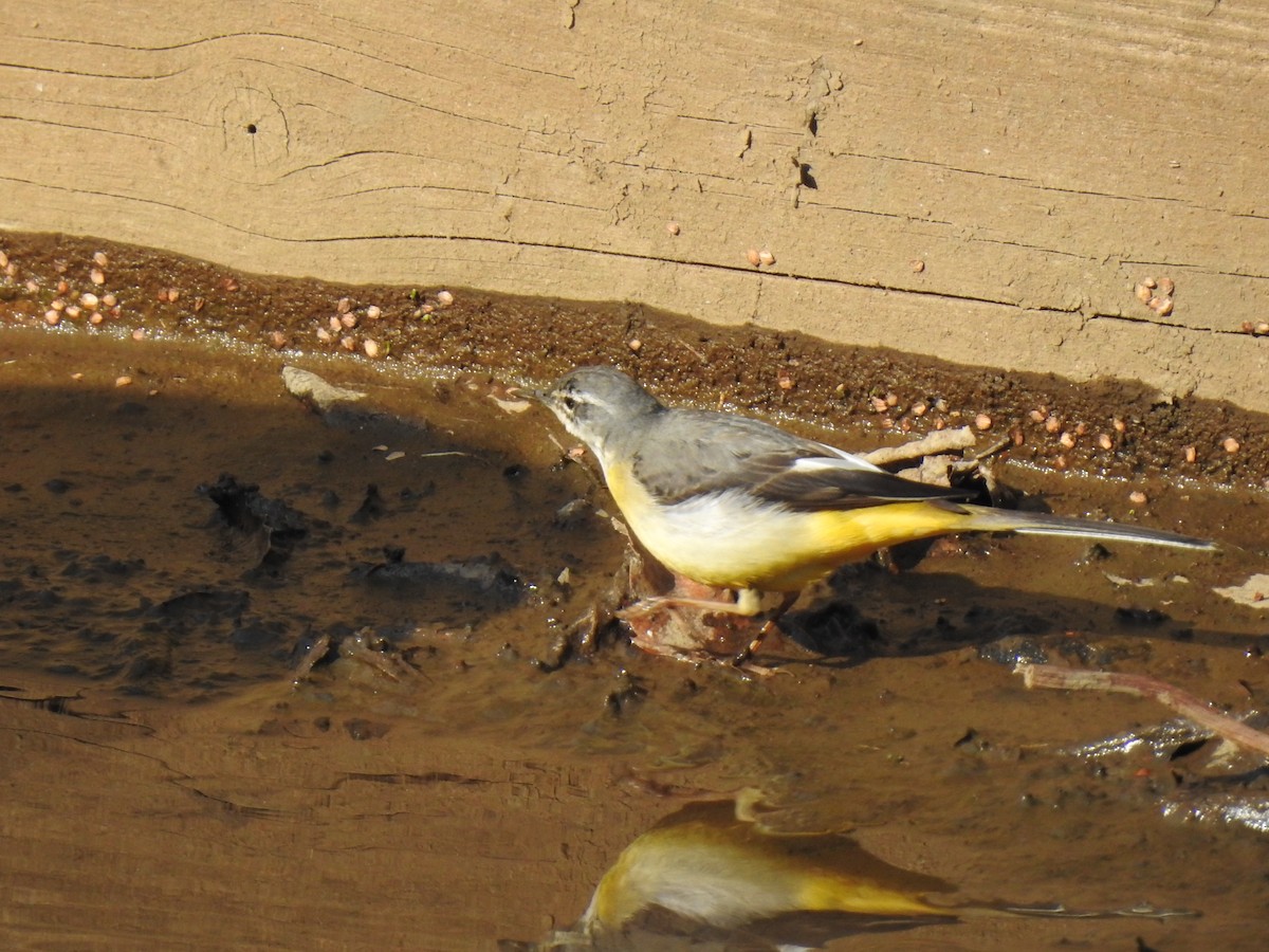 Gray Wagtail - ML421917981