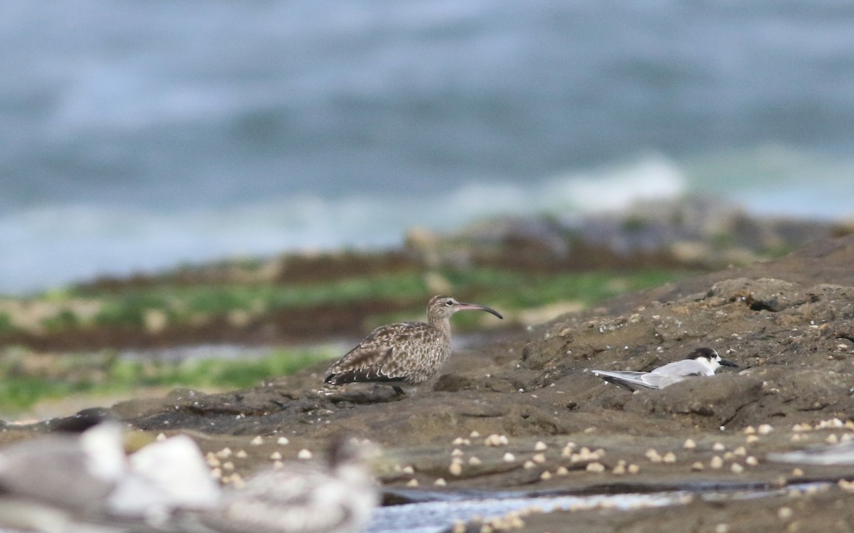 Whimbrel - Vicki Stokes