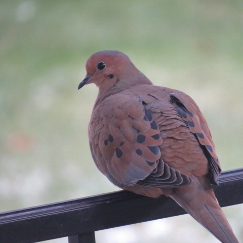 Mourning Dove - Travis Kaye