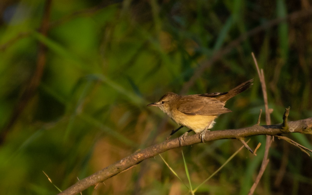 Clamorous Reed Warbler - ML421922291