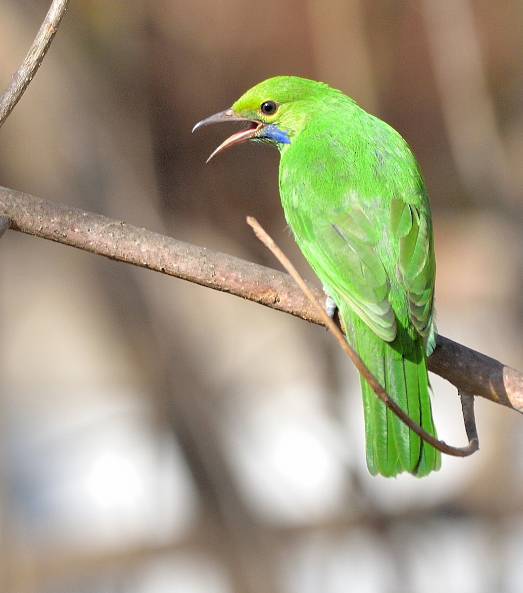 Golden-fronted Leafbird - ML421923451
