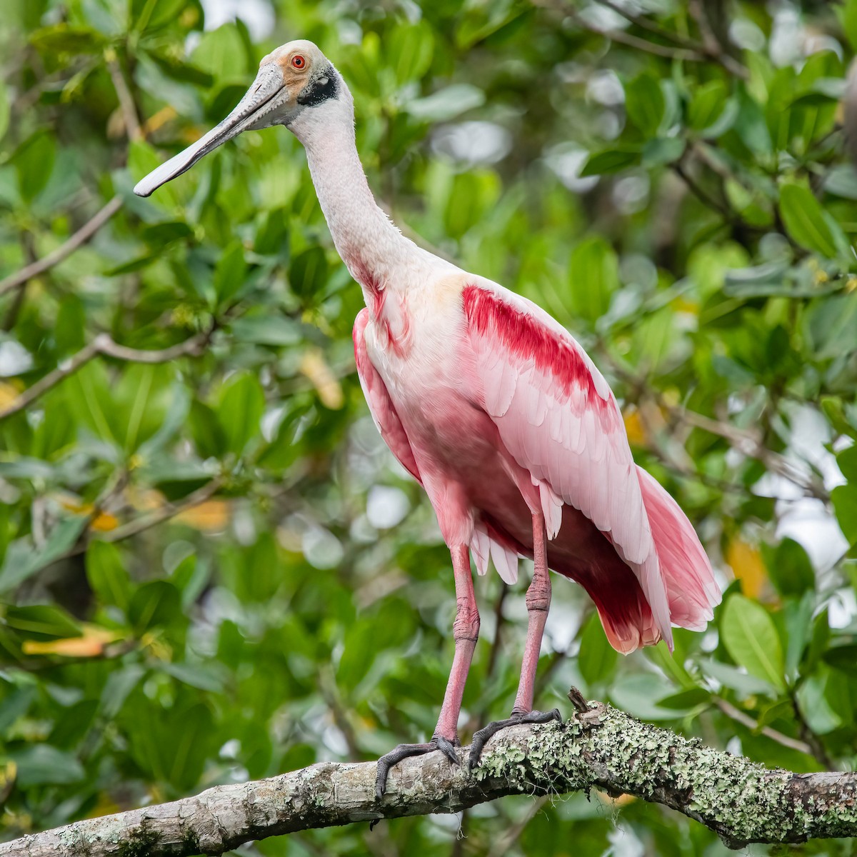 Roseate Spoonbill - ML421924561