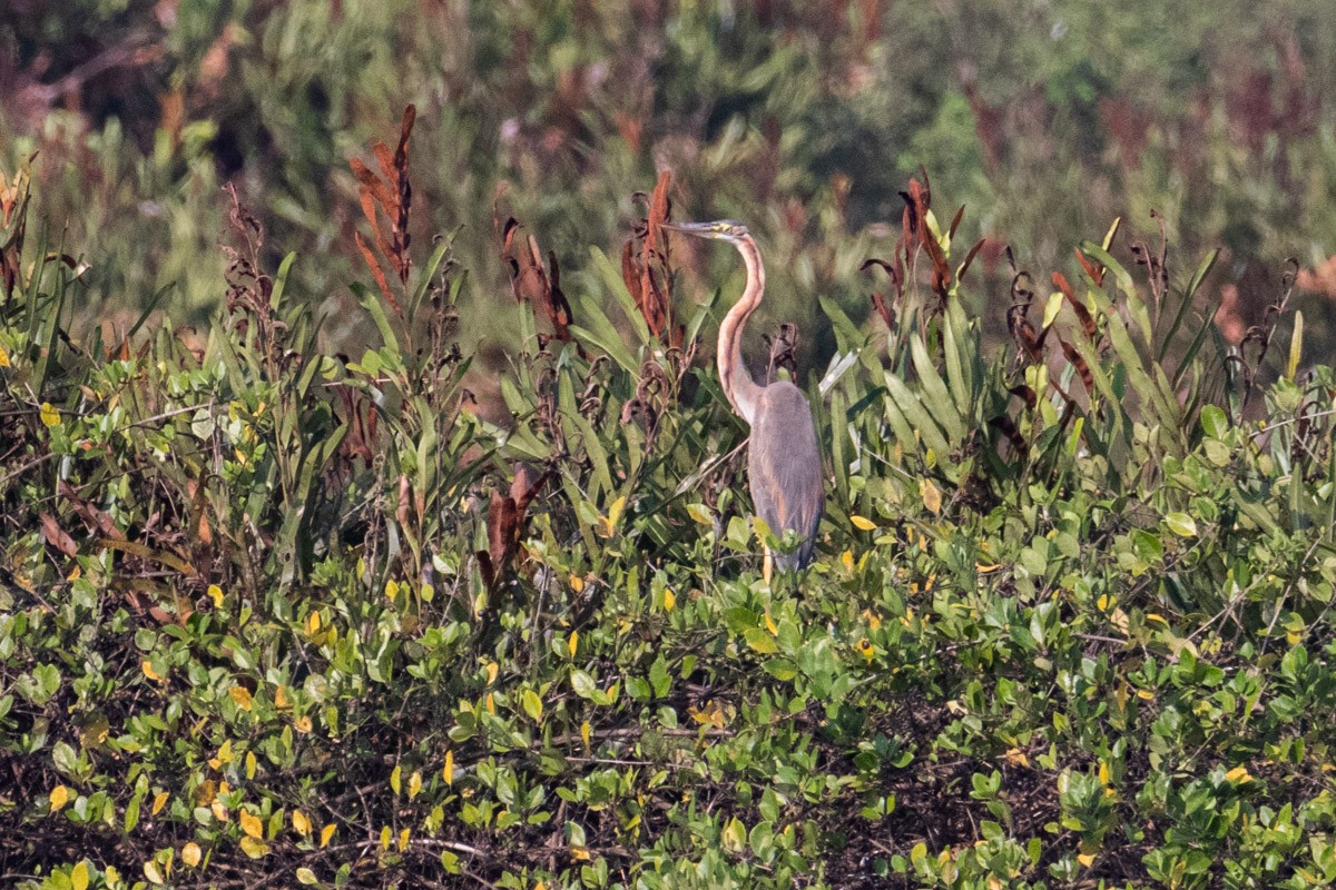 Garza Imperial - ML421925941