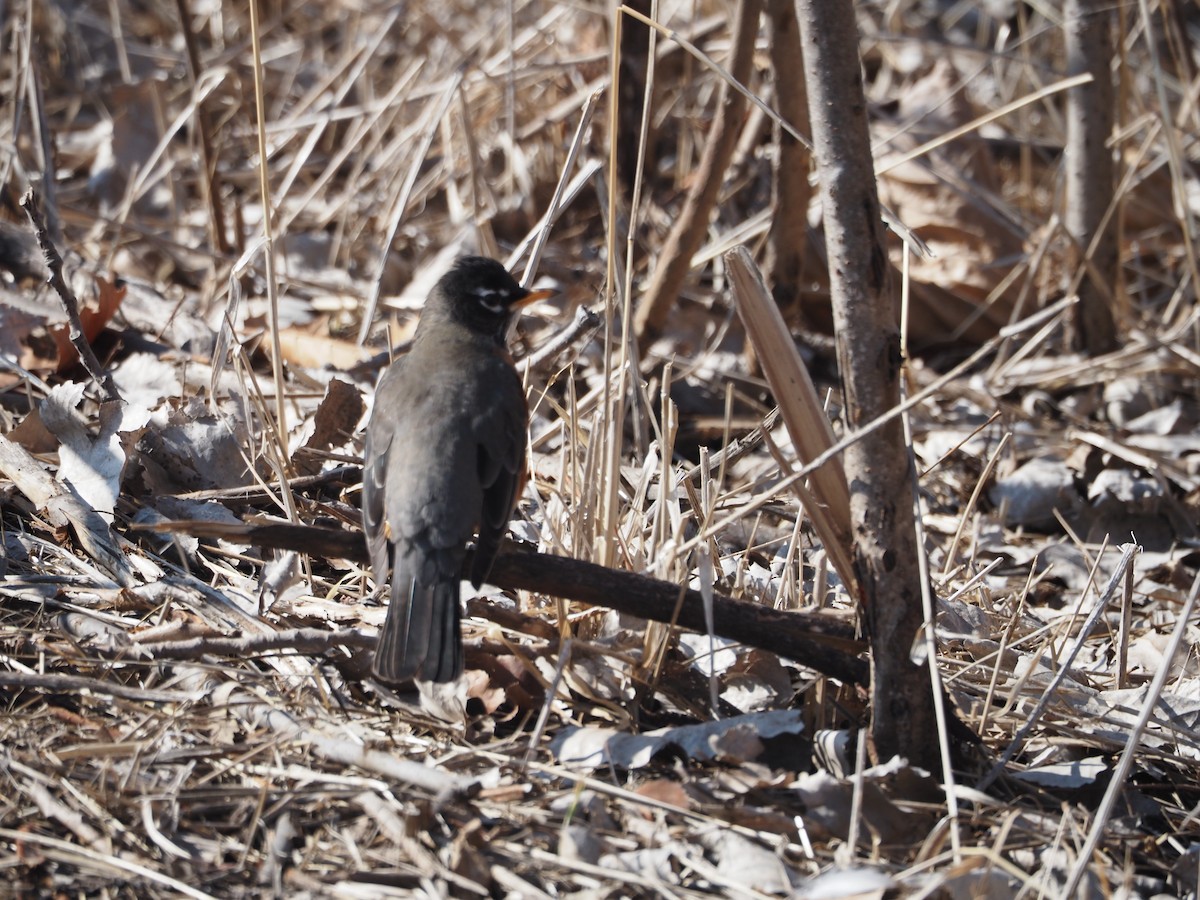 American Robin - ML421930101