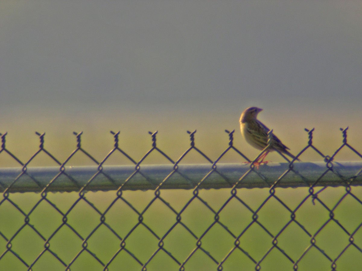 Bobolink - Don Gorney