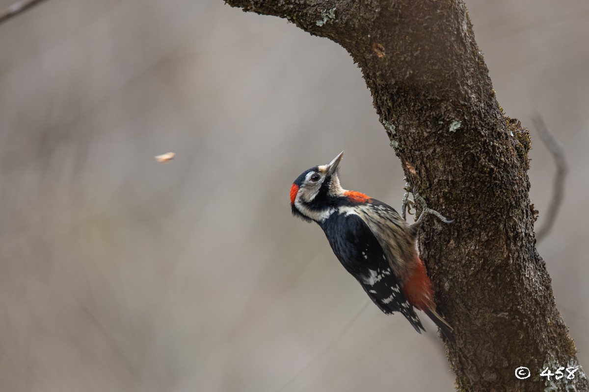 Necklaced Woodpecker - 大牙齿 458