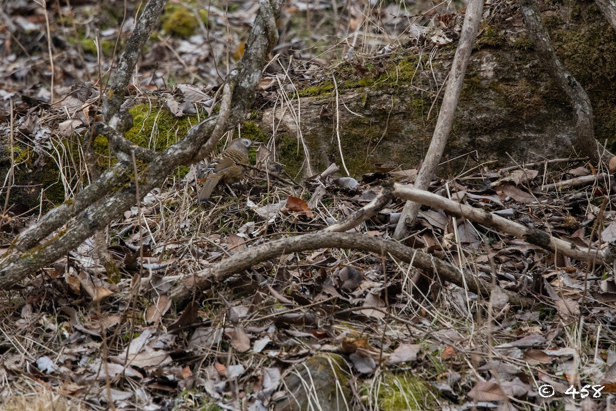 Barred Laughingthrush - ML421930251