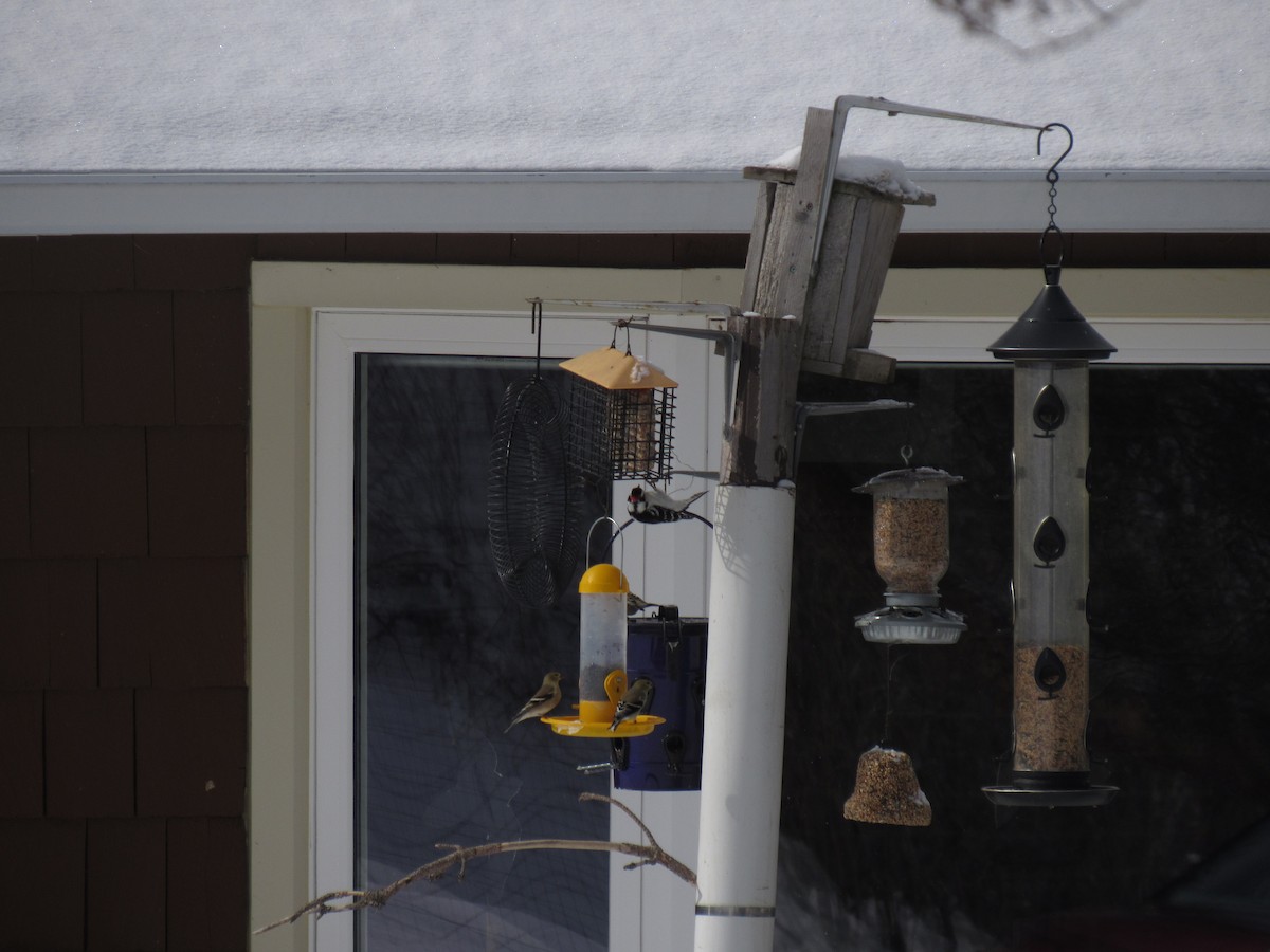 American Goldfinch - Alexander dorman