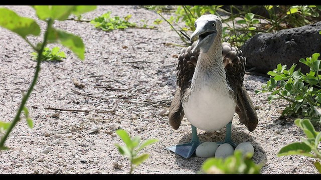 Fou à pieds bleus - ML421931161