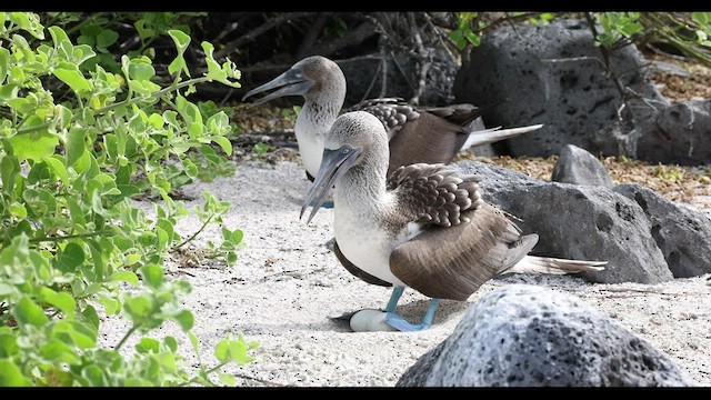 Fou à pieds bleus - ML421931171