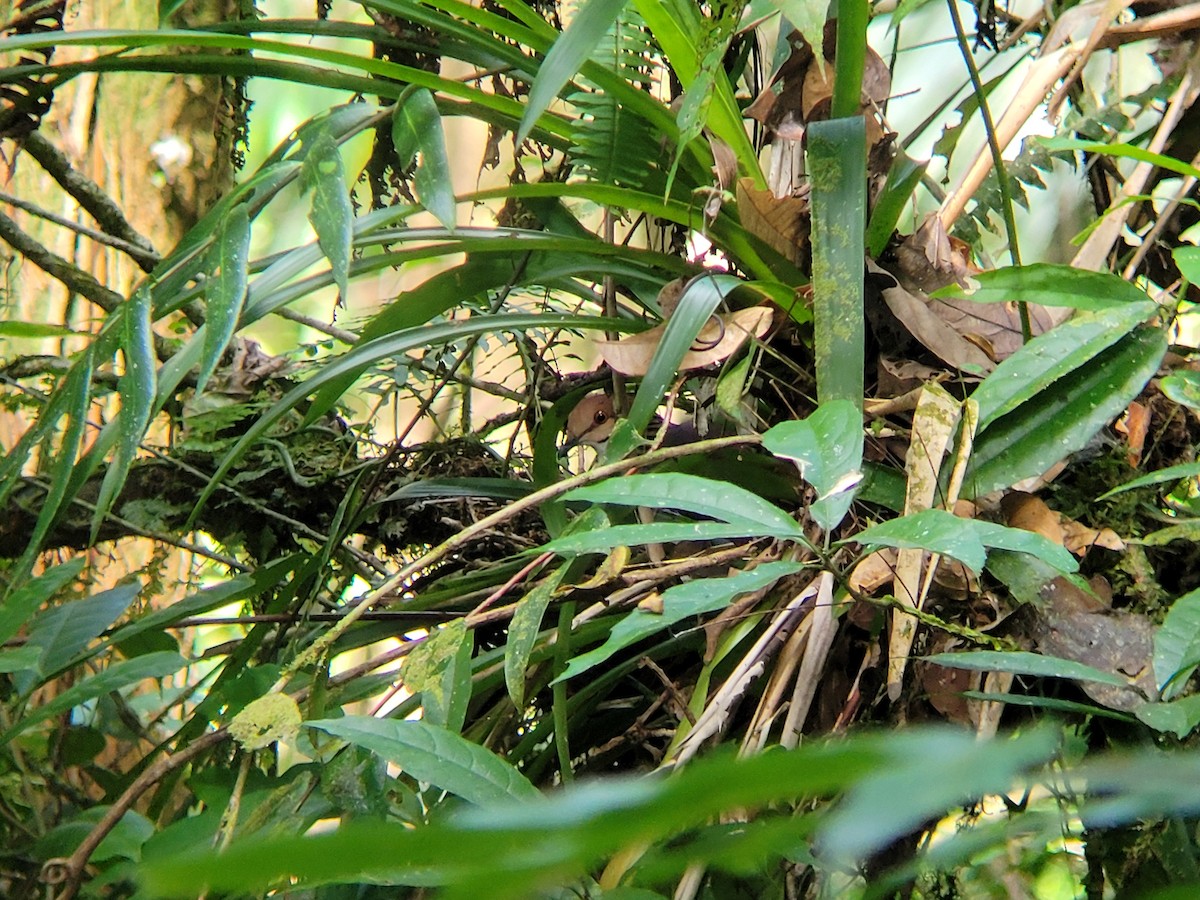 Russet-crowned Quail-Dove - ML421932001