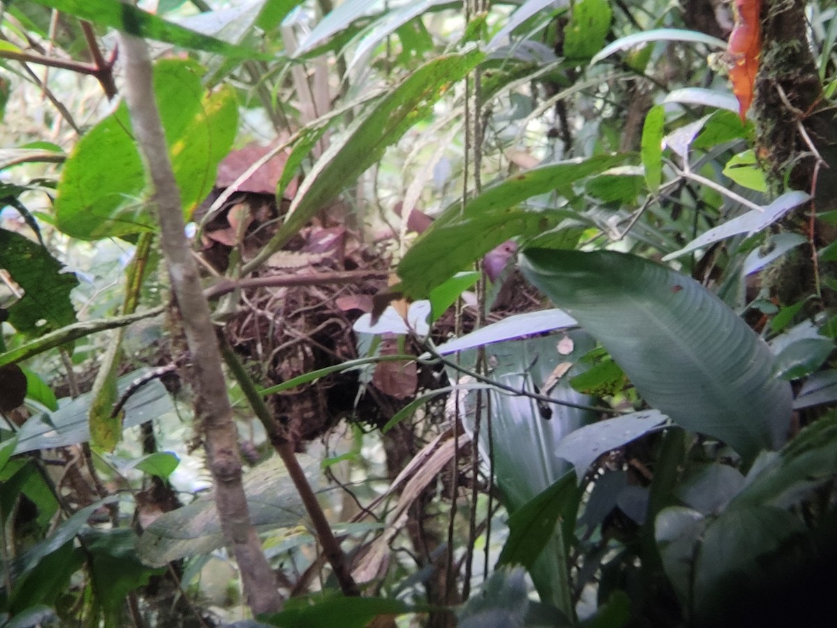 Violaceous Quail-Dove - ML421932011