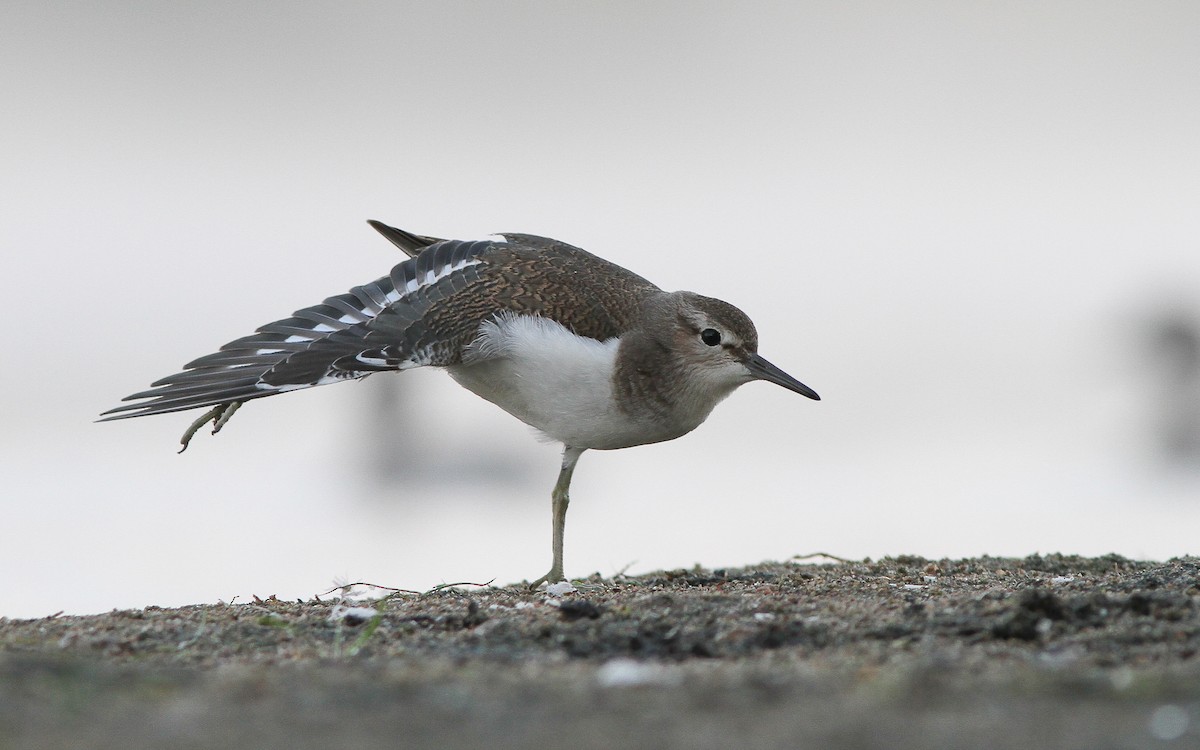 Common Sandpiper - ML421932701