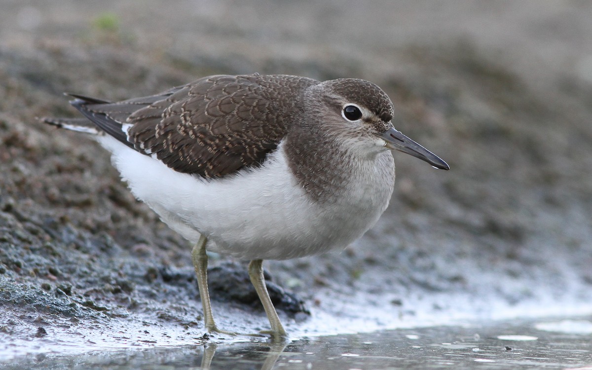 Common Sandpiper - ML421932711