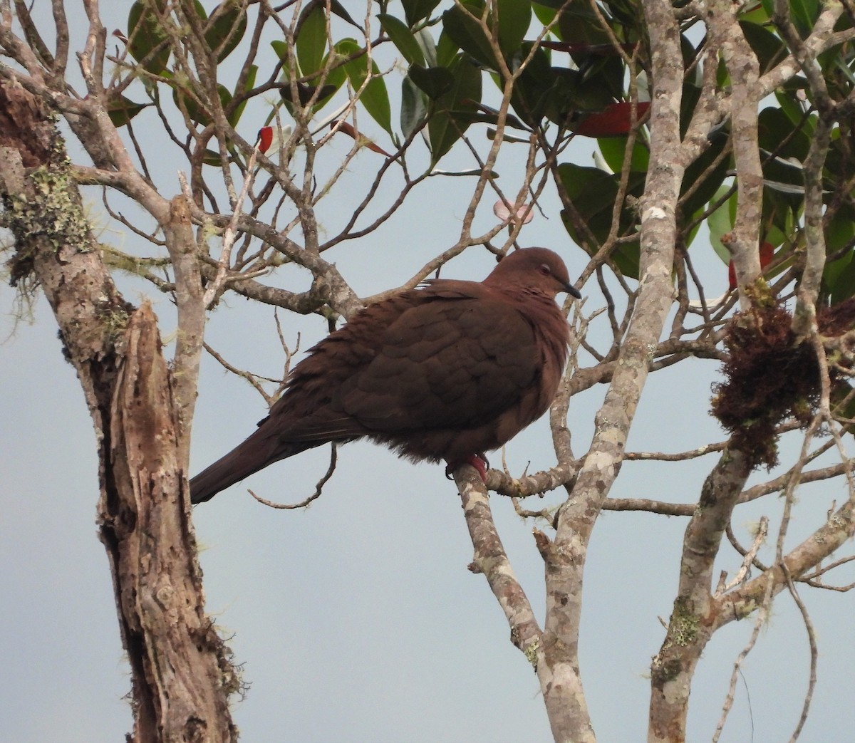 Ruddy Pigeon - ML421932821