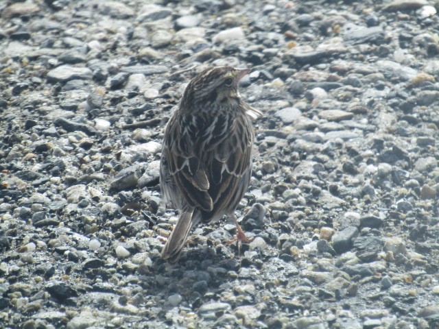 Savannah Sparrow - ML421933061