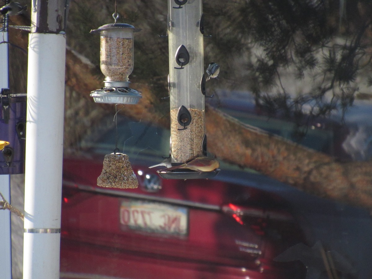 Northern Cardinal - ML421935431