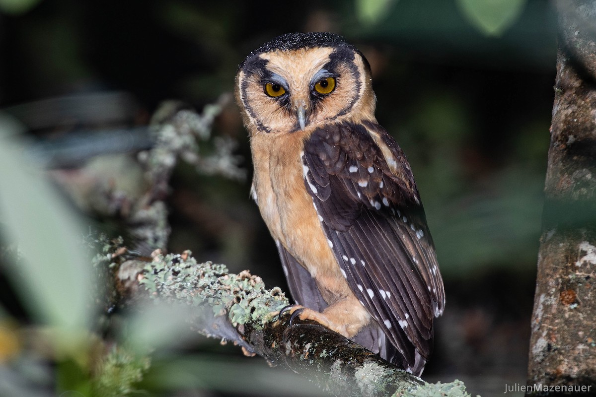 Buff-fronted Owl - ML421935851
