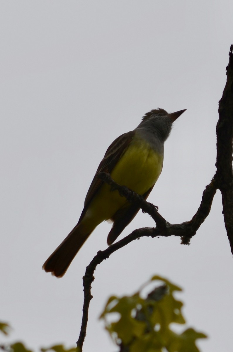 Great Crested Flycatcher - Hans Holbrook