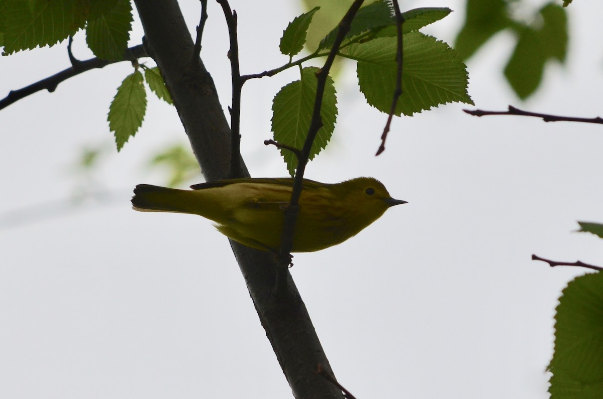 Yellow Warbler - Hans Holbrook