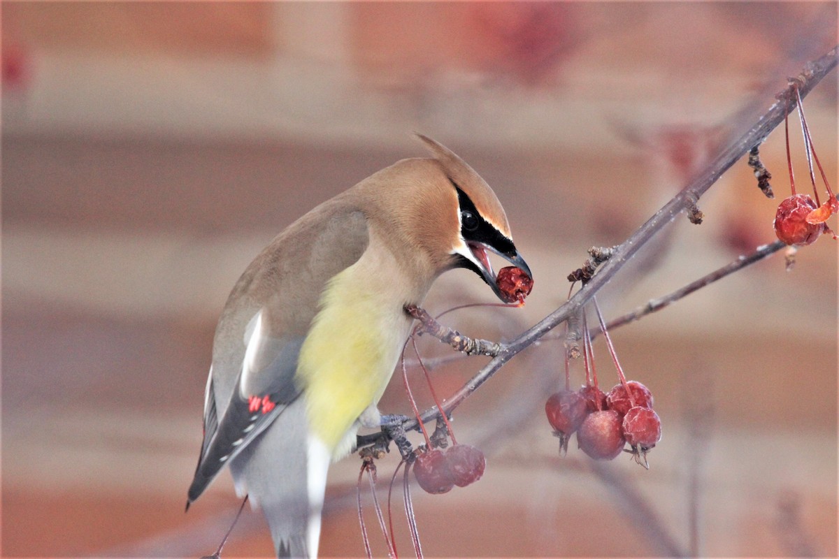 Cedar Waxwing - ML421937591