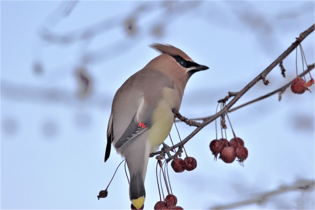 Cedar Waxwing - ML421937601