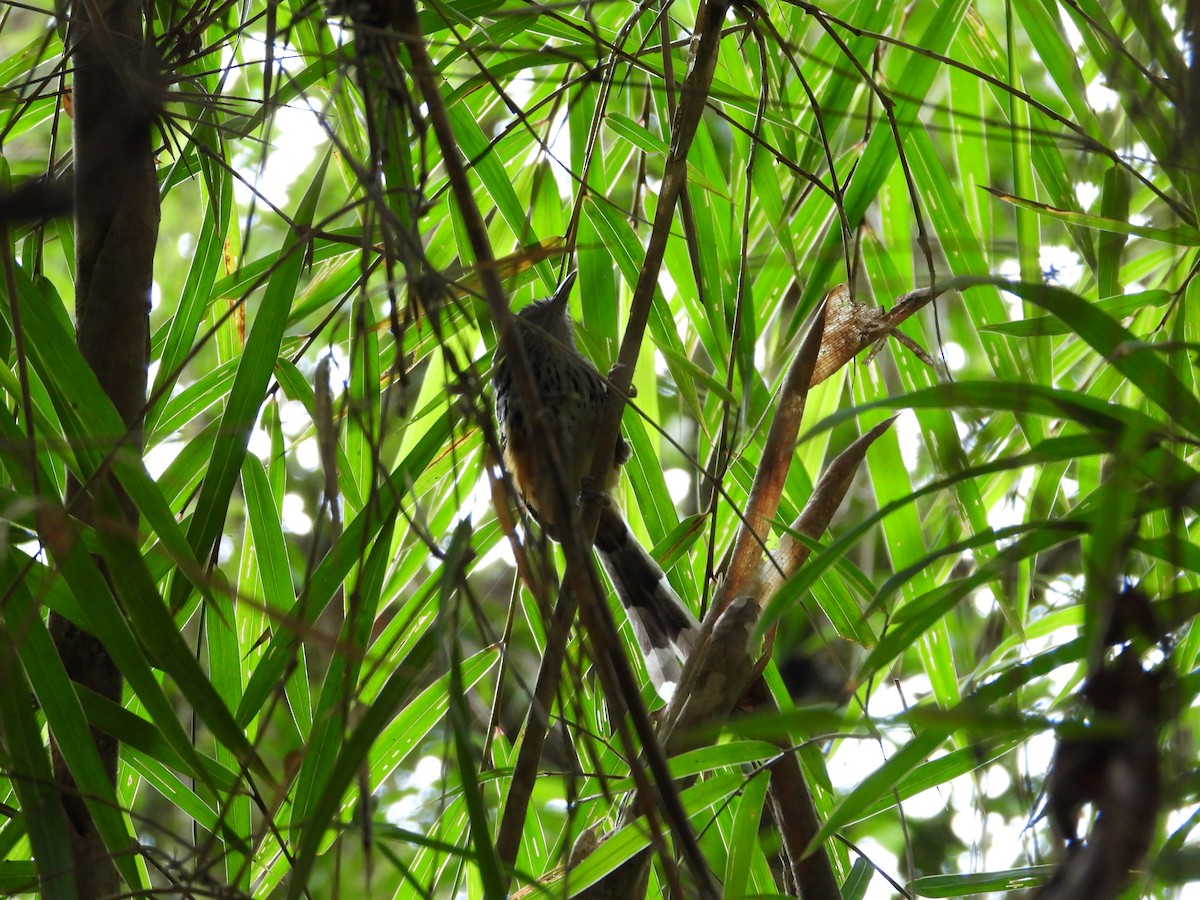 East Andean Antbird - ML421938721