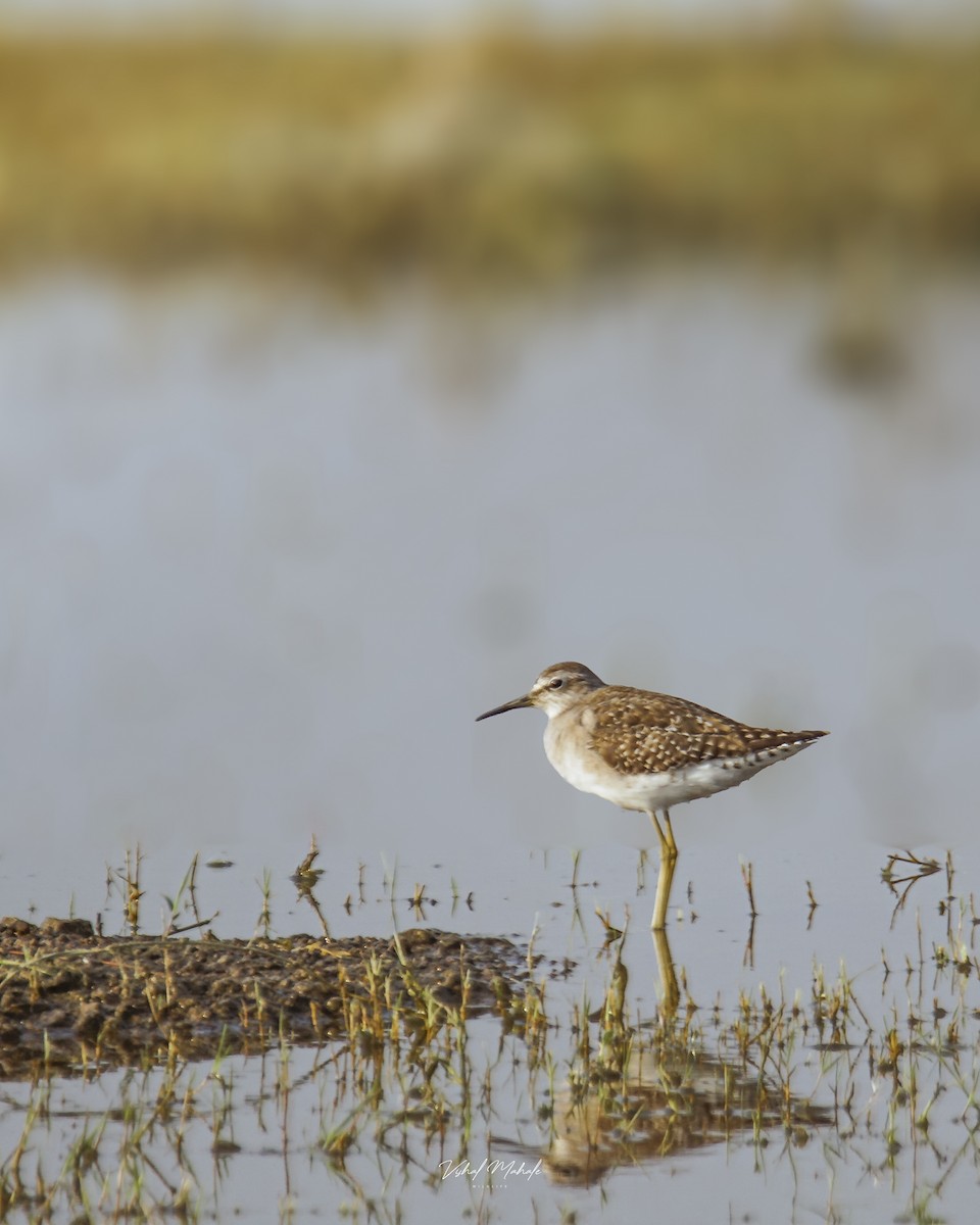 ביצנית מנומרת - ML421939001