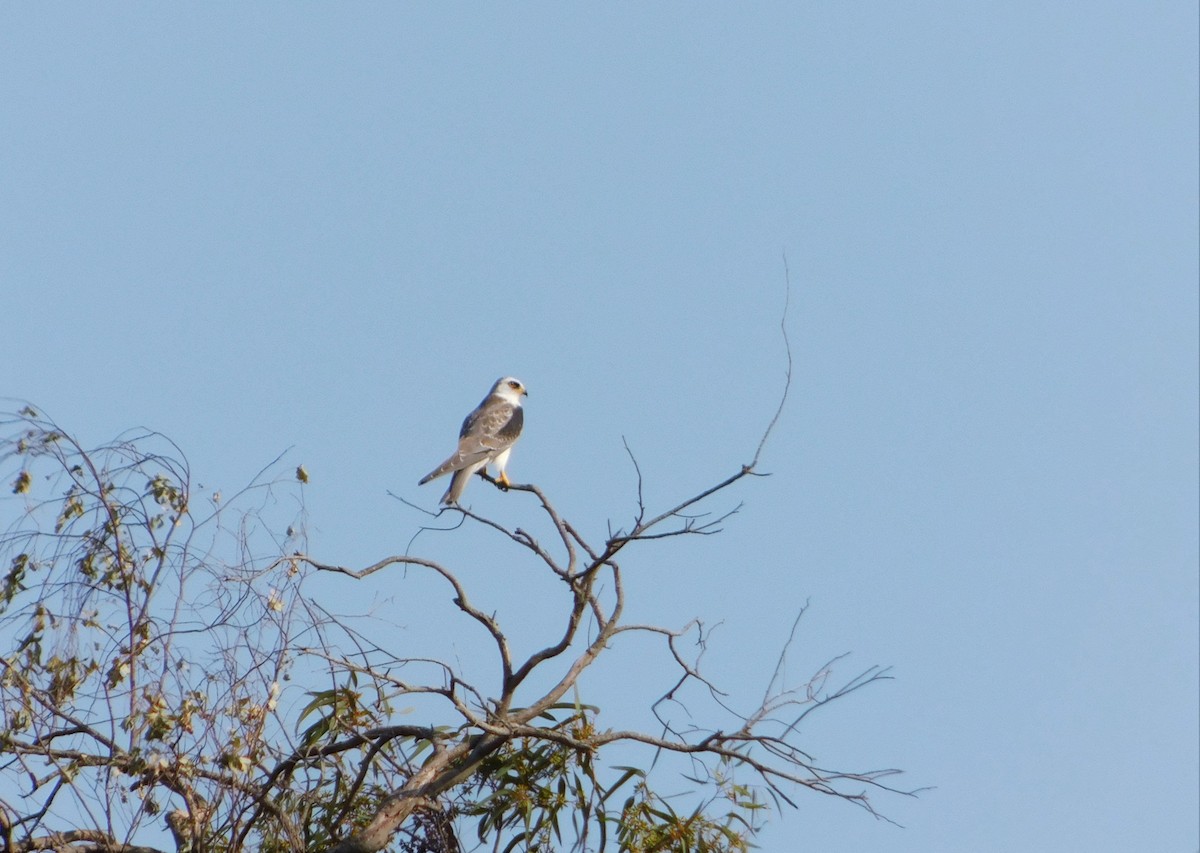 White-tailed Kite - ML421941651