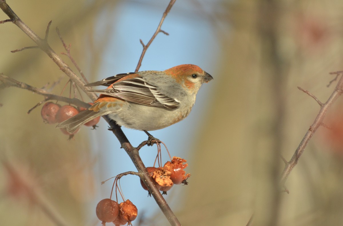 Pine Grosbeak - Deane Atherton